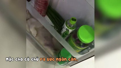 Trời nóng mà nhà không có điều hòa, cún cưng quyết nằm lì trong tủ lạnh