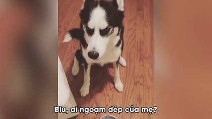Husky chối tội, cãi lại mẹ chem chẻm chem chẻm