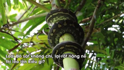 Trăn leo cây cay, cảnh tượng nhìn sở da gà