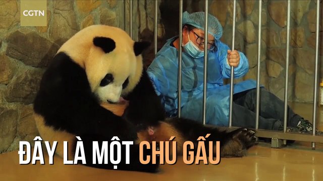 Đoạn clip gấu trúc sinh con nhanh như tên lửa lần đầu được quay lại