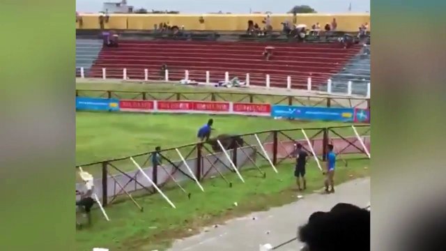 Lễ hội chọi trâu Đồ Sơn:tuyển thủ trâu điên húc trọng thương một người