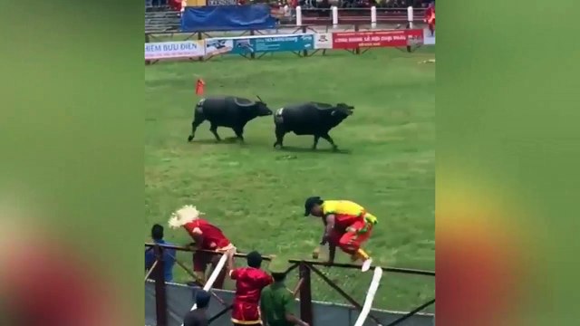 Lễ hội chọi trâu Đồ Sơn:tuyển thủ trâu điên húc trọng thương một người