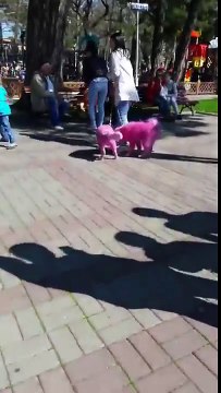 Bầy chó rực rỡ được cho là họ hàng của hai chú chó màu hồng bị bỏ rơi đi dạo trên phố.