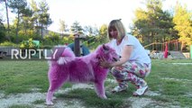 Hai chú chó có bộ lông màu hồng rực rỡ chạy nhảy trong sân nhà