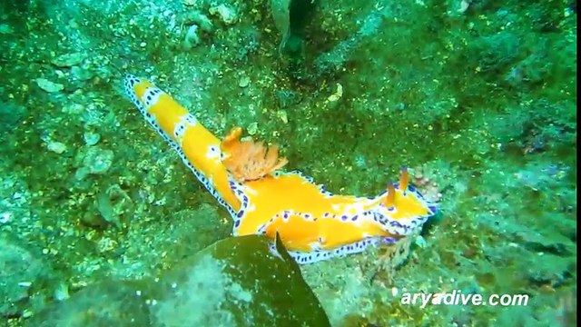 Khám phá vẻ đẹp của những loài sên biển mà bất cứ ai cũng muốn nuôi làm thú cưng