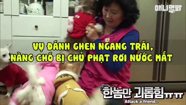 Vụ đánh ghen ngang trái, nàng chó bị chủ phạt rơi nước mắt