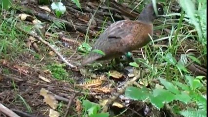 10 loài chim có cánh nhưng “không thèm bay”