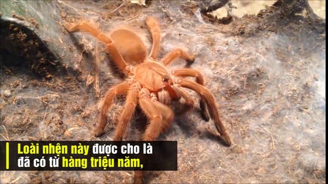 Quá trình Nhện Taratula lột xác