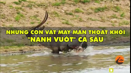 Những con vật may mắn thoát khỏi “nanh vuốt” cá sấu