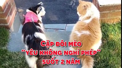 Cặp đôi mèo “yêu không nghỉ phép” suốt 2 năm