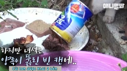 Đoạn clip về cô mèo hoang đáng thương bị kẹt đầu trong lon cá hộp