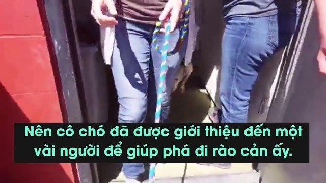 Xót xa trước cảnh chó bị mắc kẹt trong nhà 5 năm.