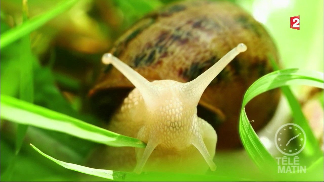 Marchés - Escargots, tout chaud …