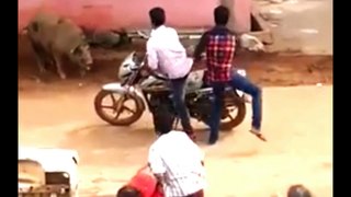 కావలిలో ముసలావిడపై రెండు పందుల దాడి || Pigs attack woman in Kavali