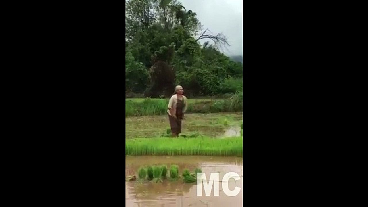 Funny Grandma dance on the Farm .