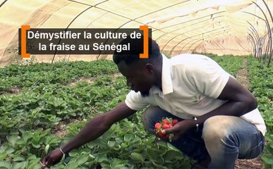 Démystifier la culture de la fraise au Sénégal