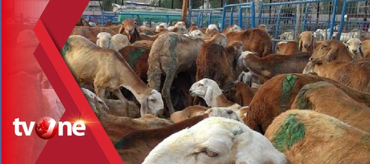 Jelang Idul Adha, Harga Hewan Kurban Naik Hingga 25 Persen