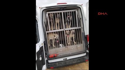 Sivas Polisin Toplumsal Olaylarda 'Kangal' Köpeği Olacak