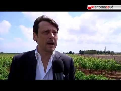 TG 28.05.12 Cantine Aperte 2012, la tradizione si rinnova