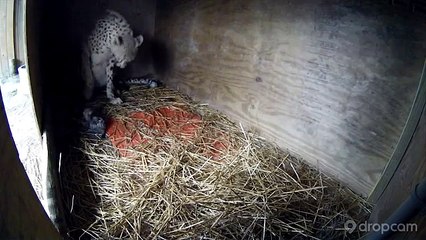 Nacimiento guepardo cachorros da para Milani 5