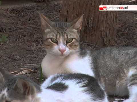 TG 07.07.12 Gatti uccisi nel cimitero di Bari, la Lav: Forse vittime di riti satanici