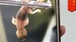 Stuck in ear: Gecko gets stuck in man’s ear in Guangzhou, China - TomoNews