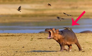 Oxpecers - Loài chim kí sinh và uống máu động vật