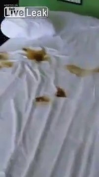 Chambre d'hôtel dévastée par des excréments d'une femme de joie à Las Vegas...