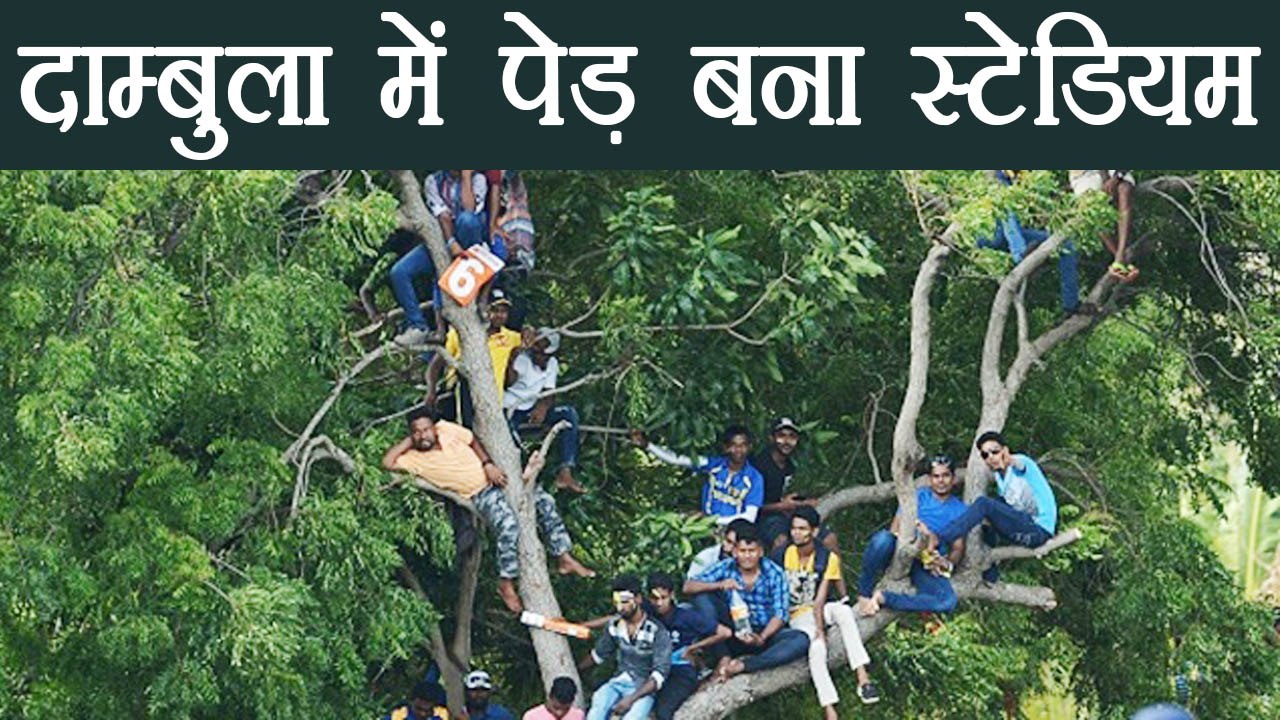 India vs Sri Lanka: Dambulla में Cricket fans ने पेड़ पर चढ़कर देखा मैच, देखें तस्वीर ।वनइंडिया हिंदी
