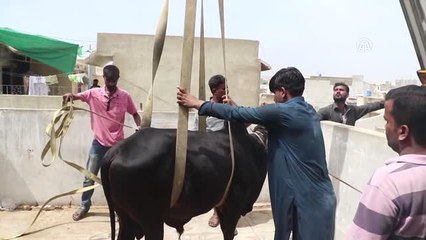 Çatıda Besledikleri Kurbanlıkları Vinç Yardımıyla İndirdiler