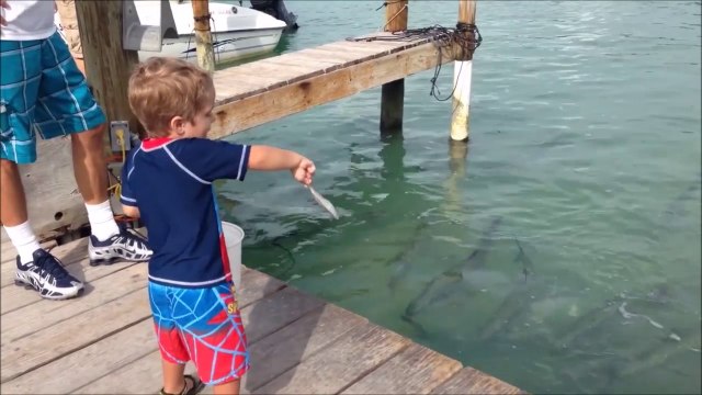 Ce gamin essaie de nourrir des poissons mais regardez ce qui va se passer... Fou