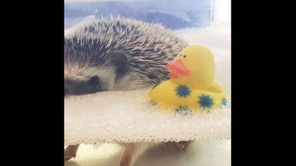 Ce petit hérisson qui flotte dans son bain... meilleur moment de votre journée !