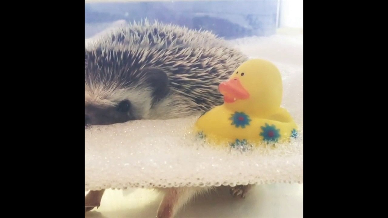 Ce petit hérisson qui flotte dans son bain... meilleur moment de votre journée !