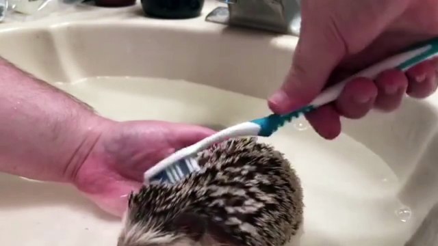 Nettoyage d'un hérisson : à la brosse à dents !! Trop mignon :)