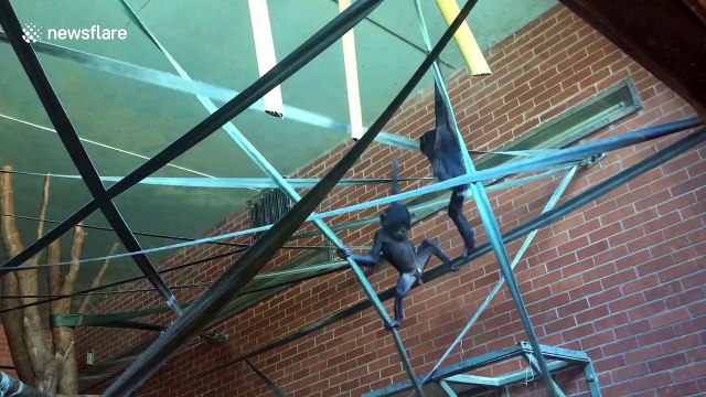 Super cute baby bonobos larking around