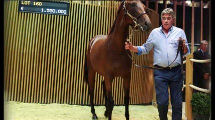 Deauville : un yearling dépasse le million et demi d’euros