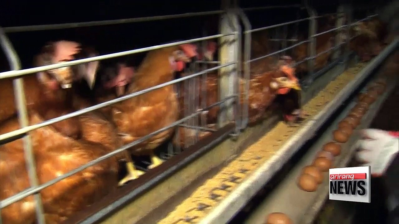 Egg scandal briefing wraps up further investigations on contaminated eggs