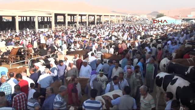 Şanlıurfa Kurban Pazarlarında Hareketlilik