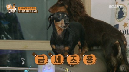 신원호의 필살기! 닥스훈트를 잠재우는 마법의 음악!