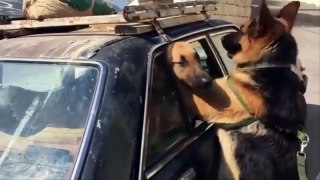 German Shepherd Puppies Funny Compilation - Best of 2017