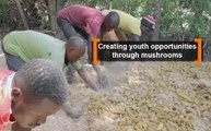 Kenya: Creating youth opportunities through mushrooms