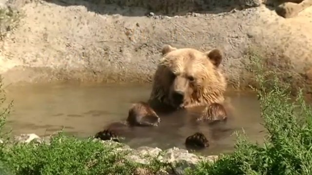 Ukraine's Abused Circus Bears Get New Lease On Life