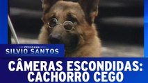 Câmeras Escondidas: Cachorro Cego