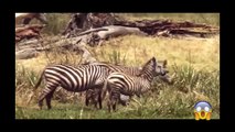 Lion vs Zebra Real fight ➤ Animals attack and hunt failed 2017