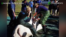 Fisherman hooks mammoth 3,000 pound shark; Nurse shark bites Florida woman on the arm Comp