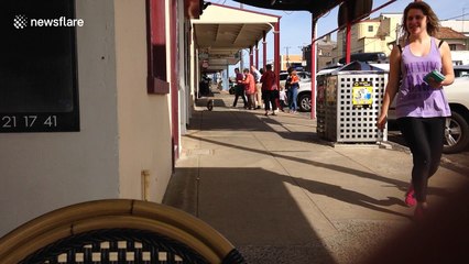 Cute koala strolls down a sidewalk in Australia
