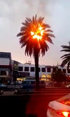 دبئی میں کھجور کے درخت پر آسمانی بجلی گرگئی