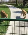 Une femme ayant un câlin par deux lions, elle a pris soin d'eux quand ils étaient petits !