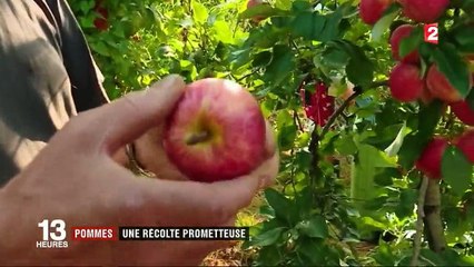 Pommes : une récolte prometteuse dans le Tarn-et-Garonne