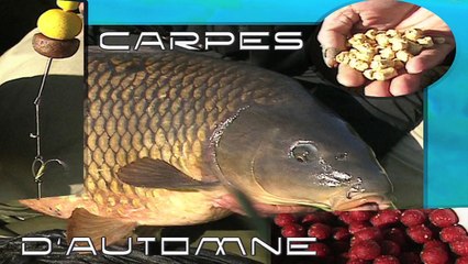 Pêche de A à Z - Carpes d’automne